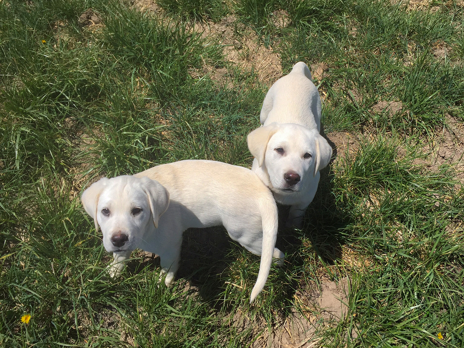 Coal Creek Labrador Retrievers 