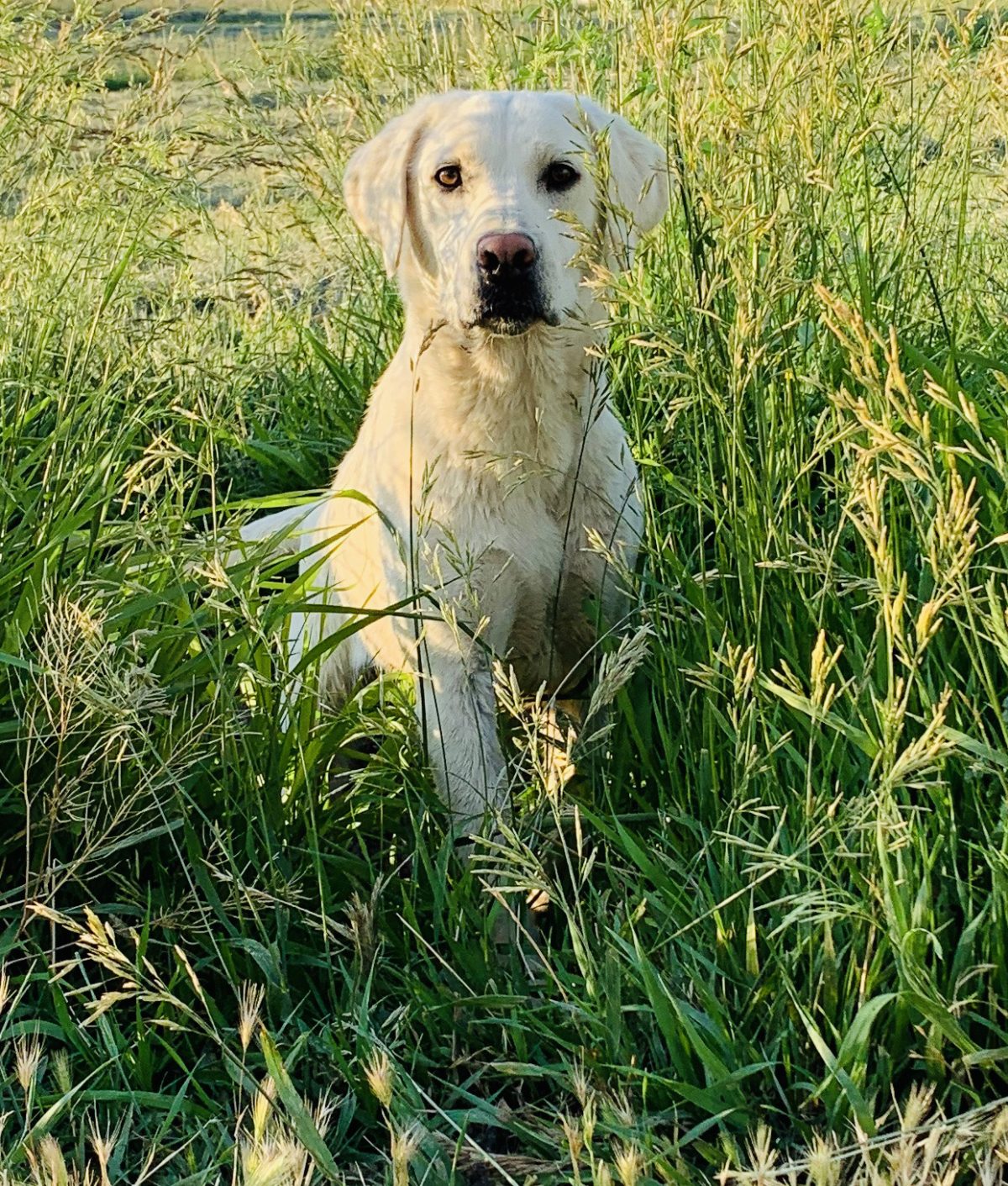 Our Dogs Coal Creek Labrador Retrievers