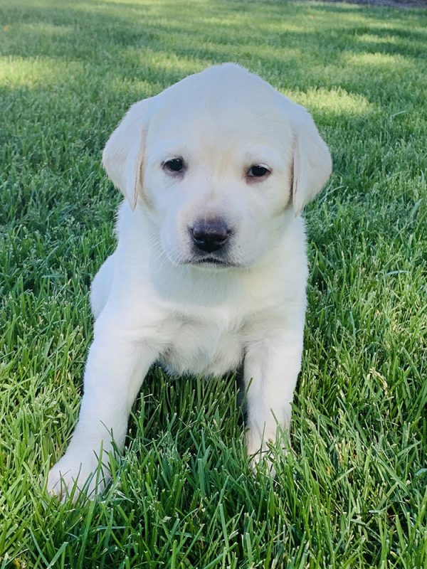 White Labrador Retriever Puppy Litters | Coal Creek Labrador Retrievers