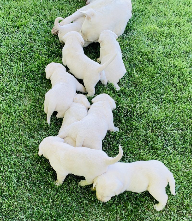 White Labrador Retriever Puppy Litters Coal Creek Labrador Retrievers