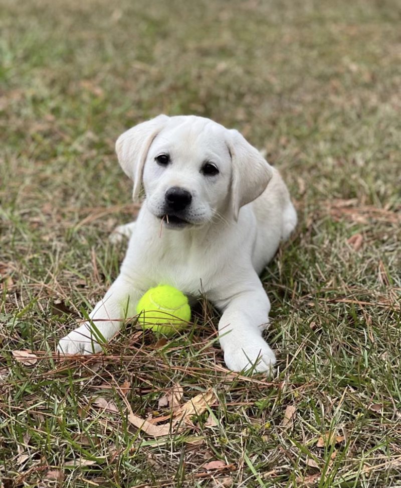 White Labrador Retriever Puppy Litters | Coal Creek Labrador Retrievers